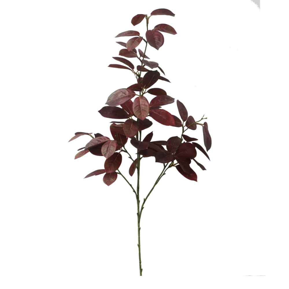 Tropical Smokebush Stems from Winward at Home Smith