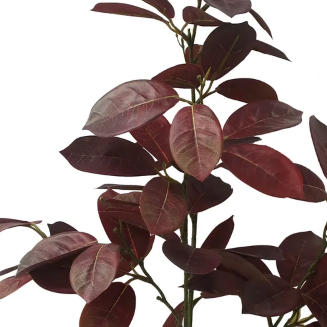 Tropical Smokebush Stems at Home Smith