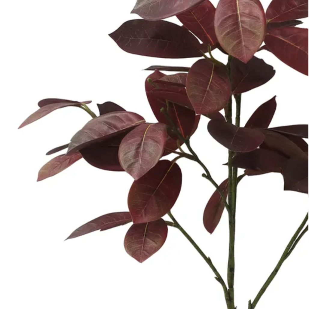Ephorbia Coitinifolia at Home Smith
