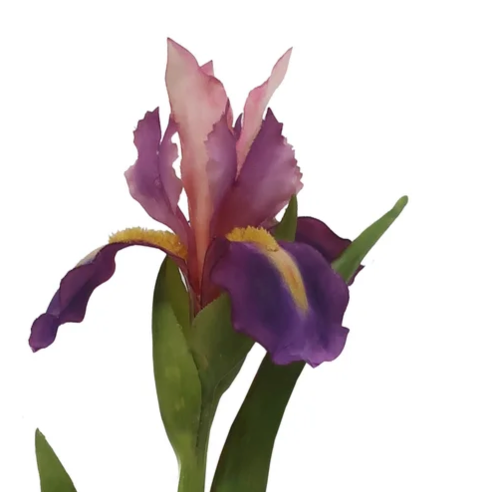 Detail of Dutch Iris Blooms at Home Smith