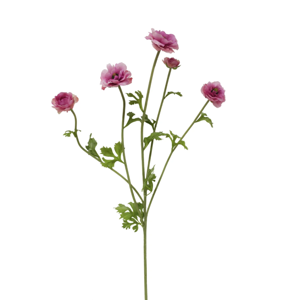 Butterfly Ranunculus Stems in Orchid Pink at Home Smith
