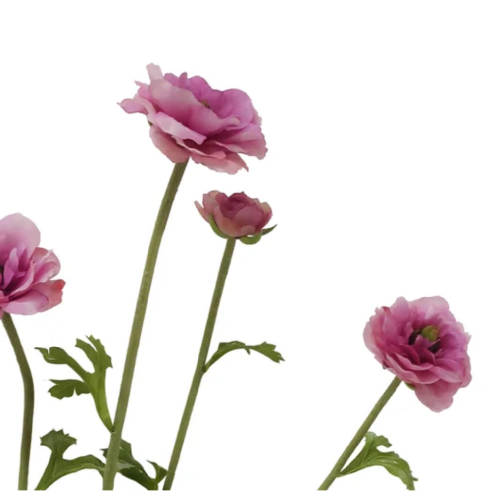 butterfly Ranunculus Stems in Orchid Pink at Home smith