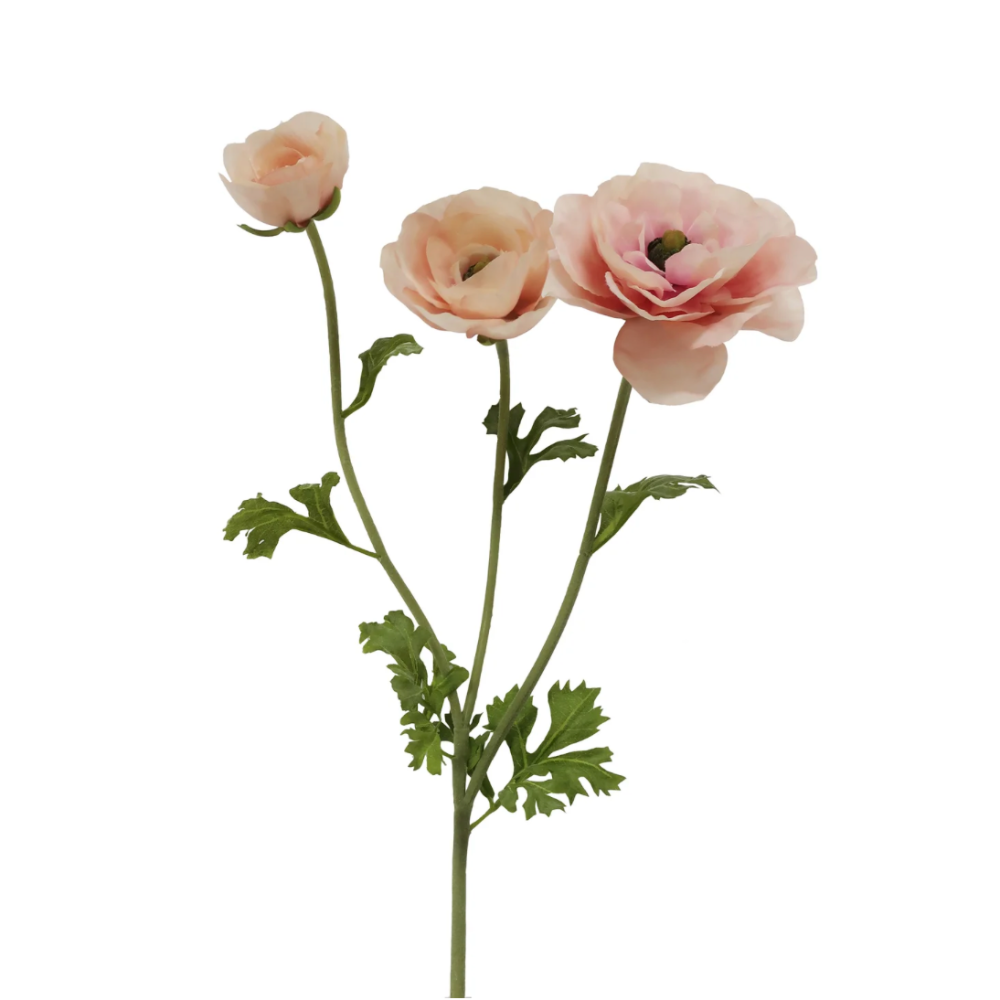 butterfly Ranunculus Stems in Pink at Home Smith
