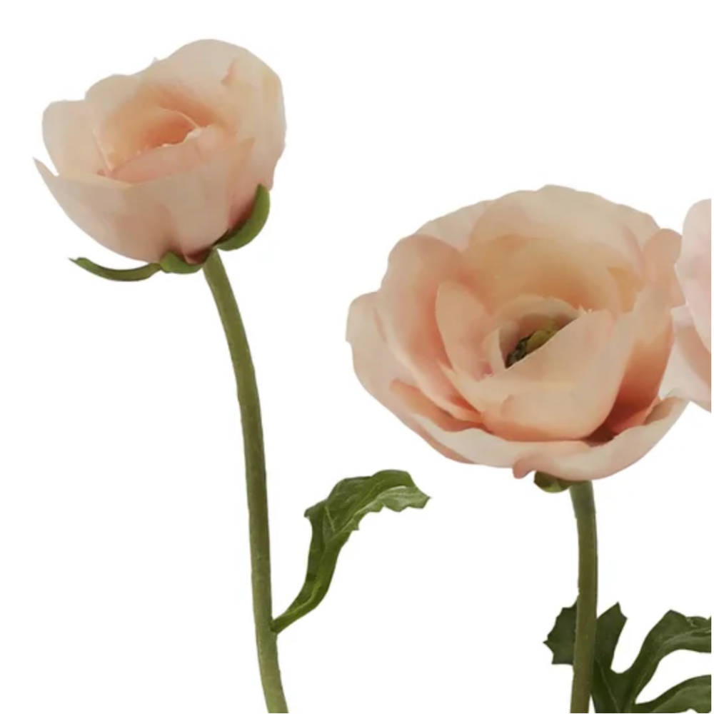 Butterfly Ranunculus Stem in PInk at Home Smith