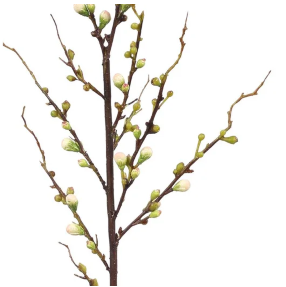 Blossom Bud Branch from Winward at Home Smith