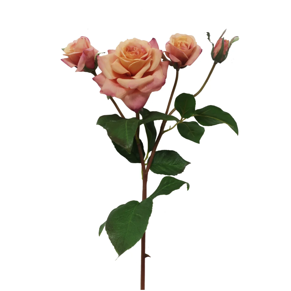 Ecuadorian Rose Branch in Light Peach at Home Smith
