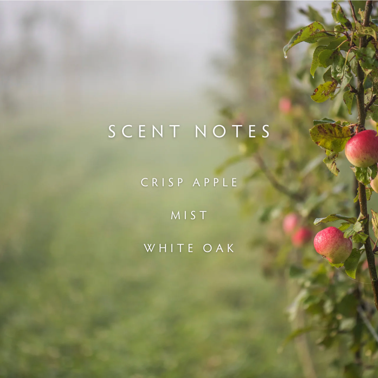 Apples on a tree branch with 'Scent Notes' text overlay