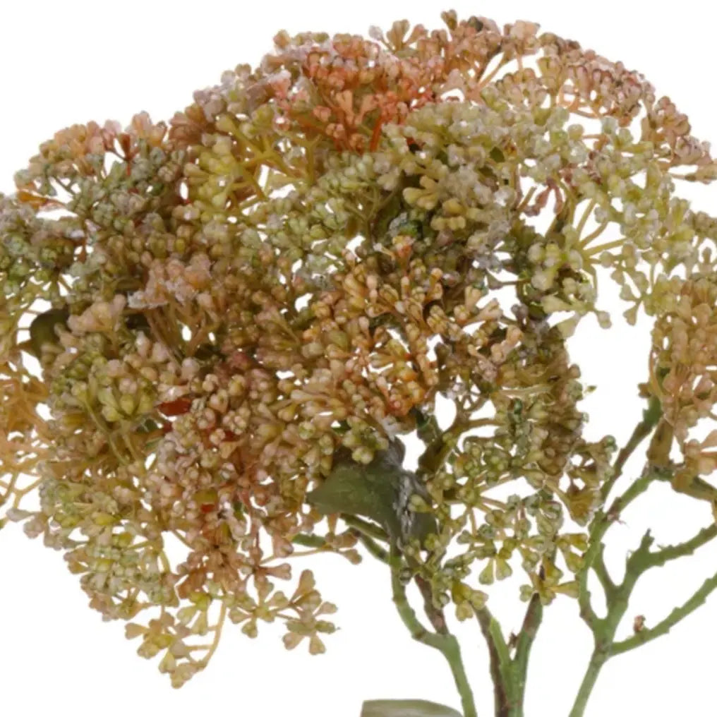 Home Smith Sedium Spray in Brown and Ivory Winward Stems, Blooms & Branches