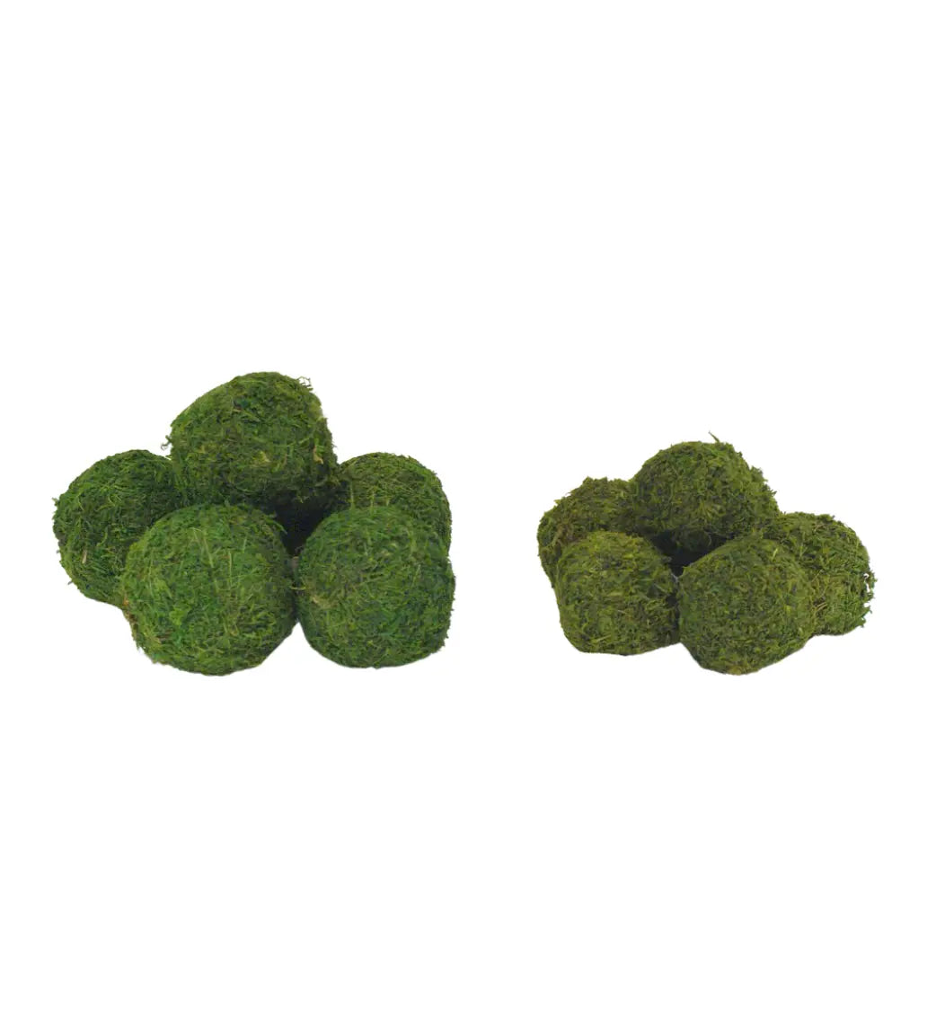 Home Smith Small Moss Balls Botanico Succulents, Spheres & Fruit