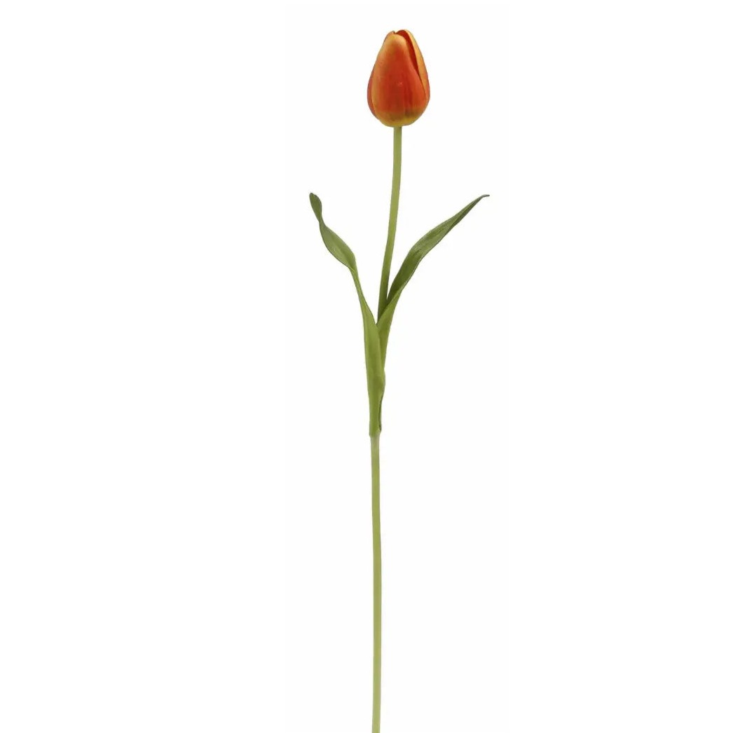 Home Smith Spring Pointed Tulips Home Smith