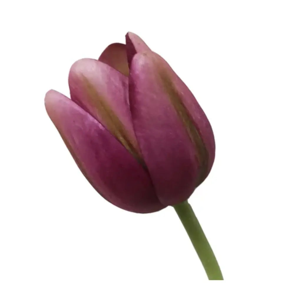 Home Smith Spring Tulips Winward Stems, Blooms & Branches