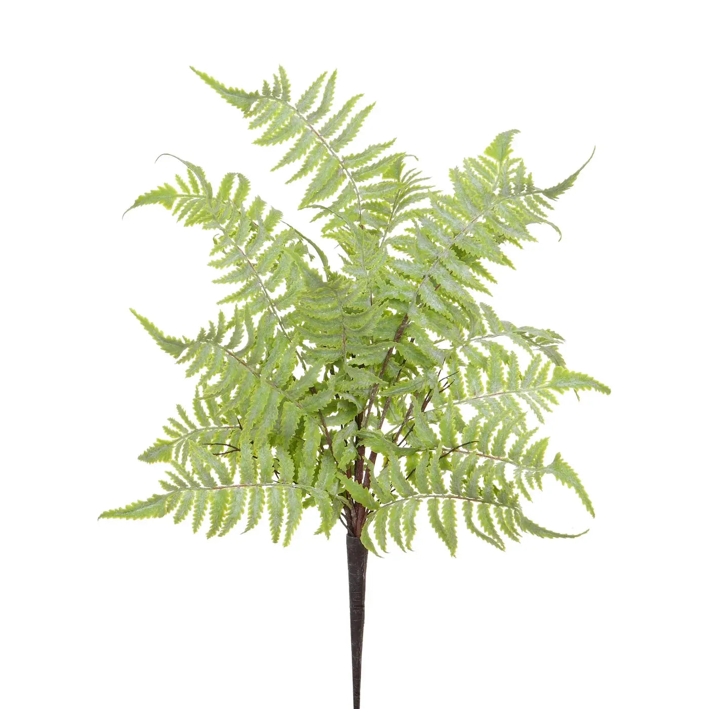 Sword Fern Bush 20" - Home Smith