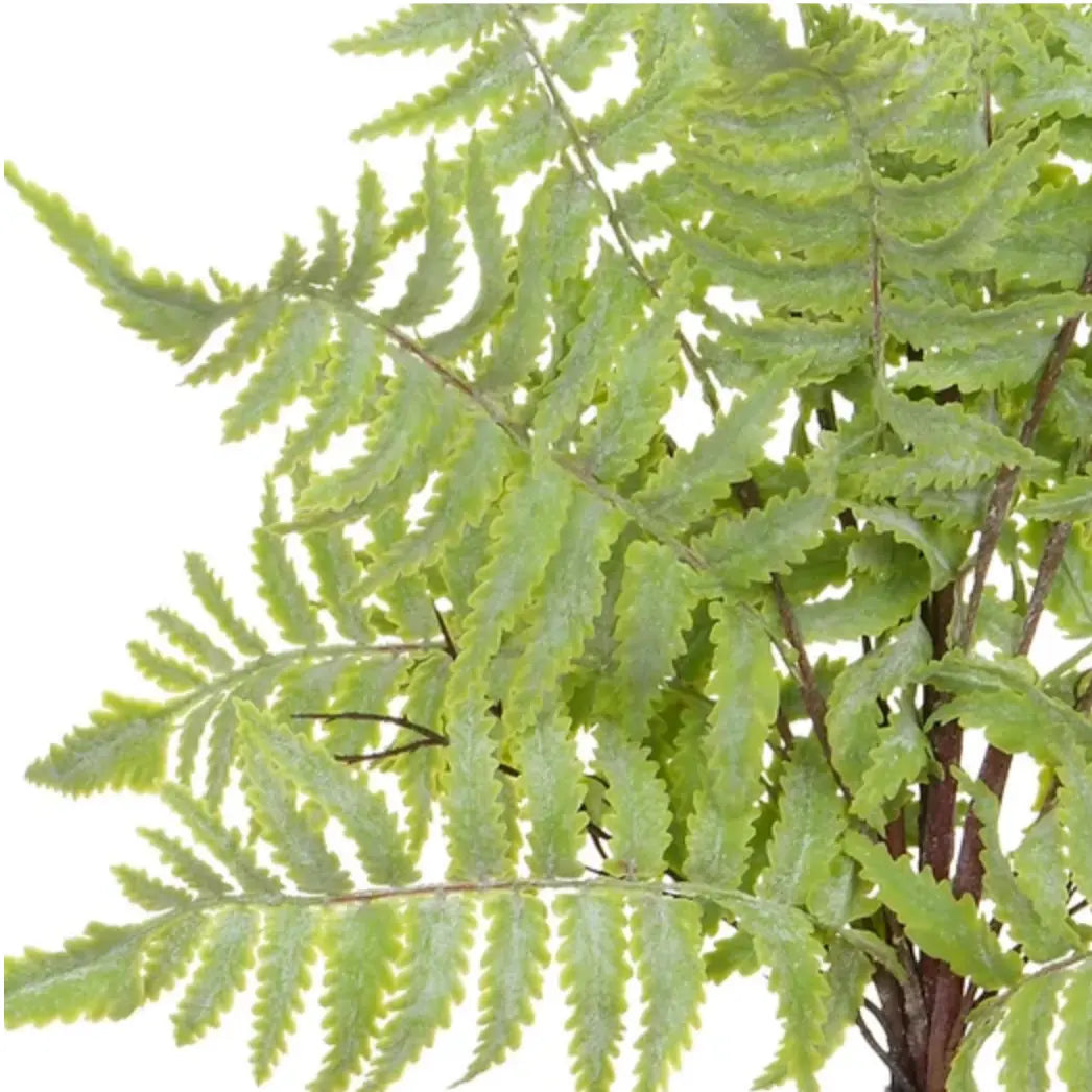 Sword Fern Bush 20" - Home Smith