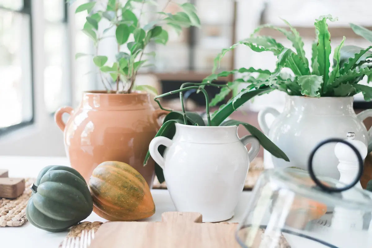 White French Confit Pots - Home Smith