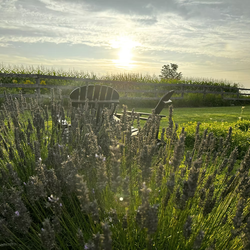 Sunset over a field with lavender and wooden chairs, surrounded by a fence.