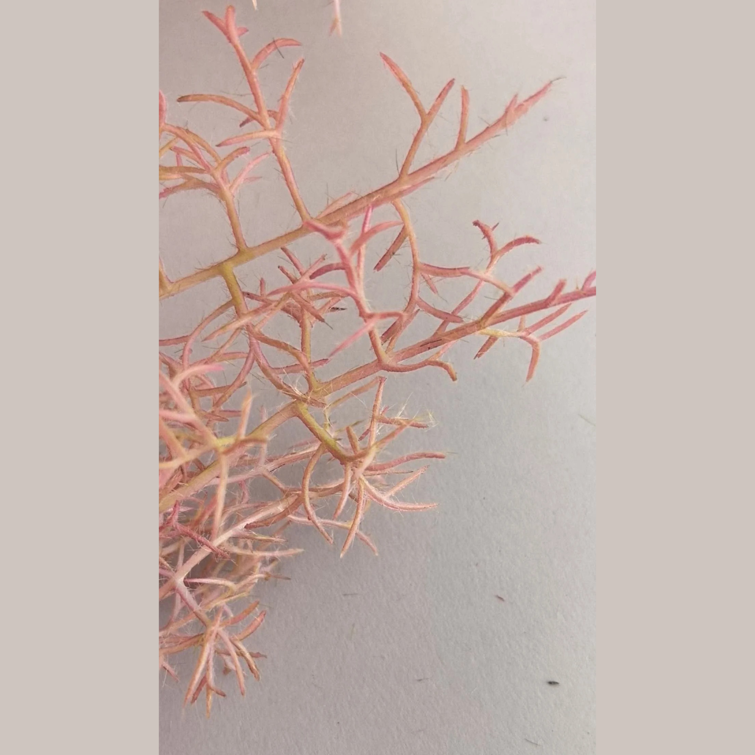 Artificial Smoke Tree Sprays