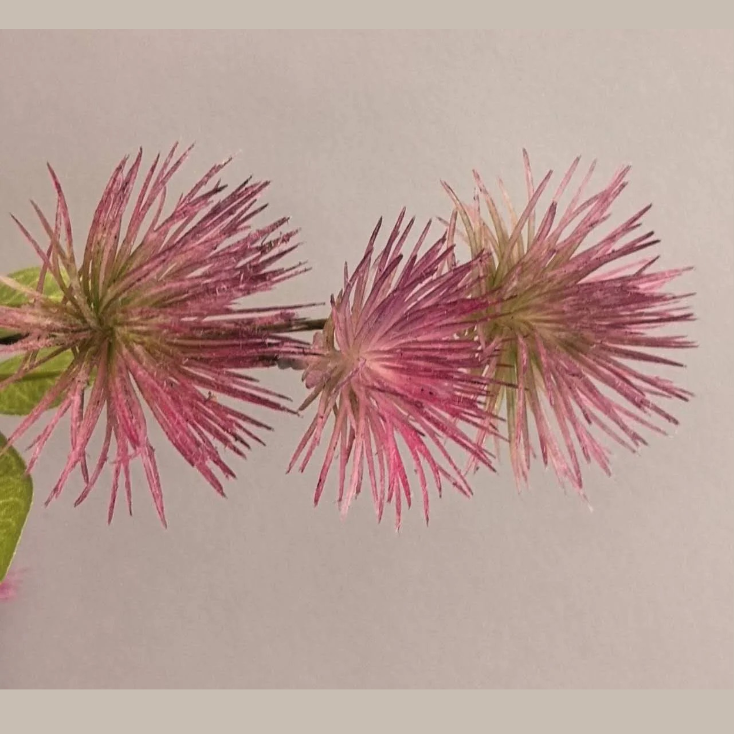 Artificial Albizzia Mimosa Tree Floral Stem in Mauve