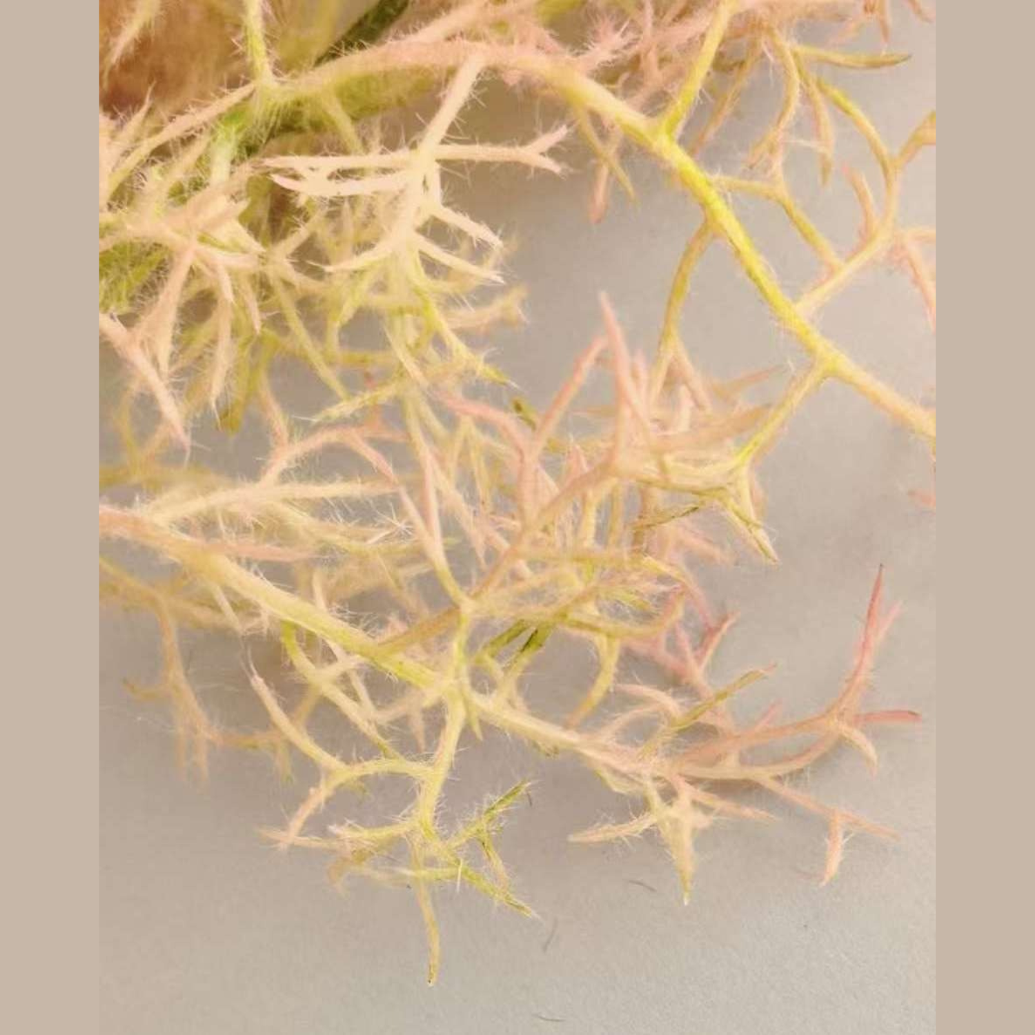 Artificial Smoke Tree Sprays