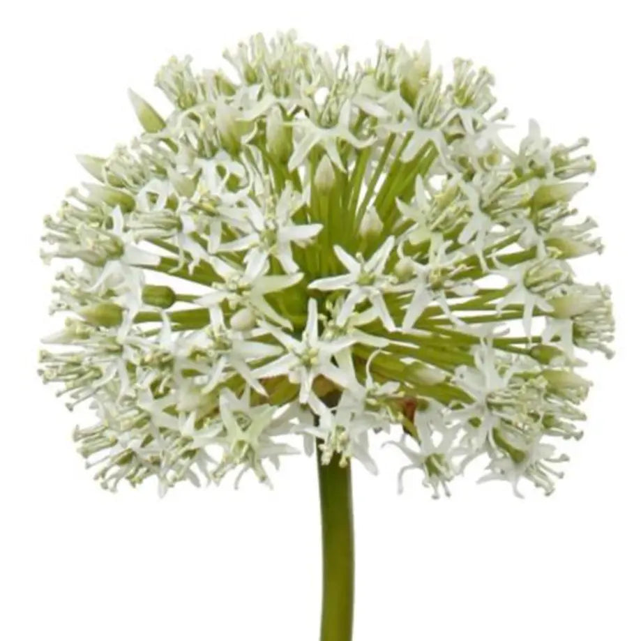 Allium Mount Everest Bloom - Home Smith