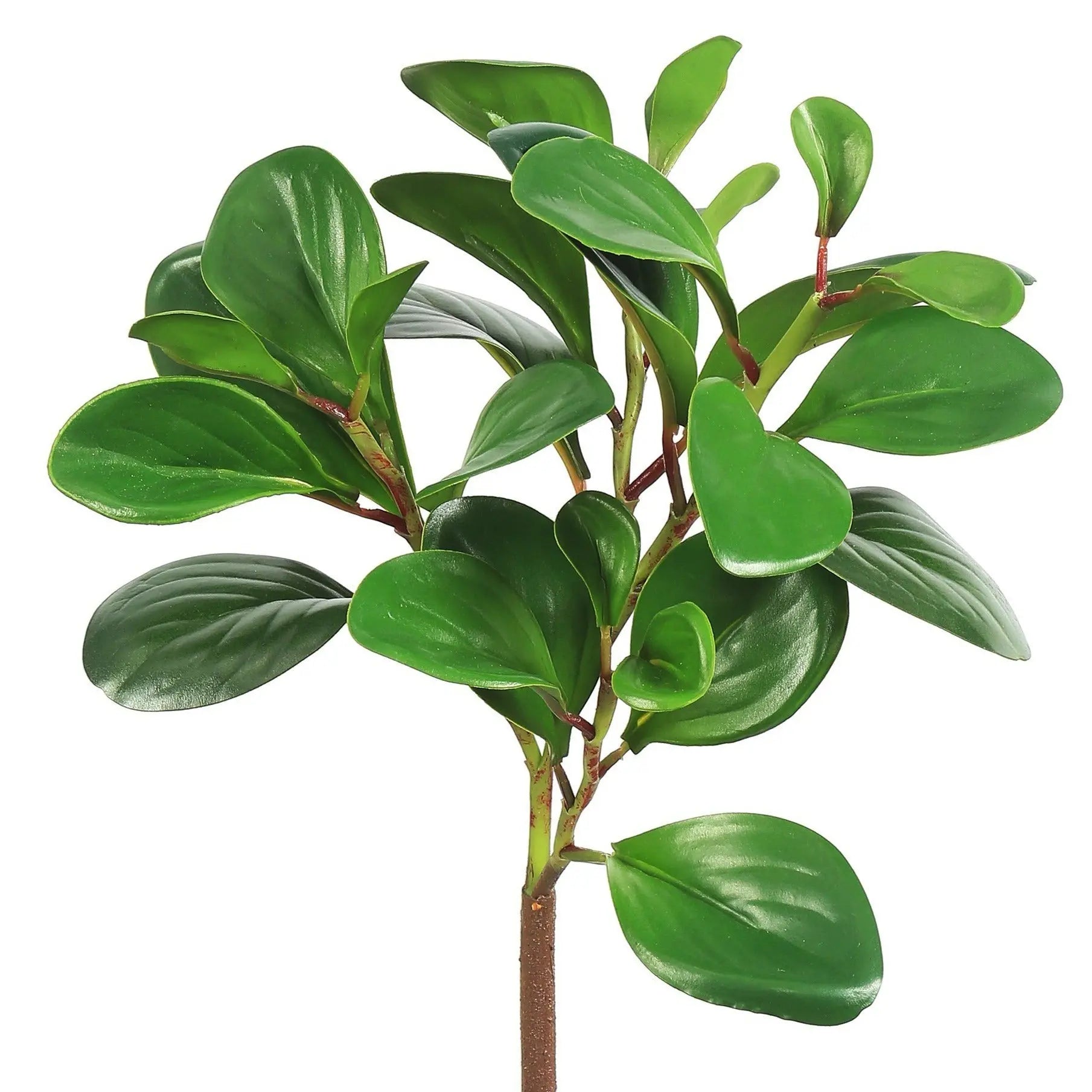 Baby Rubber Tree Pick - Home Smith