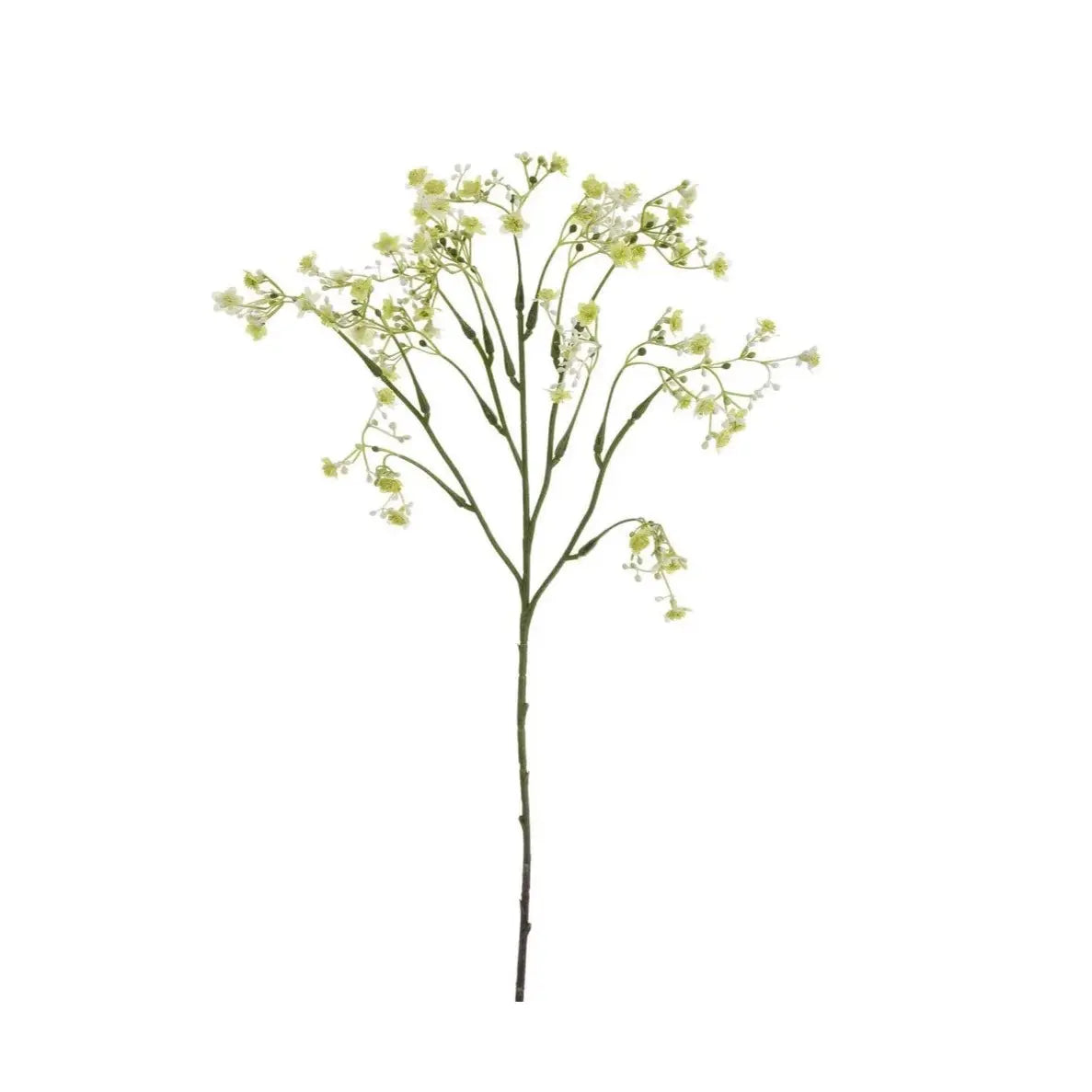 Baby's Breath Spray in Green 20" - Home Smith