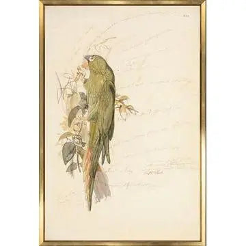 Blue Crowned Parakeet Historical Watercolour Sketch - Home Smith