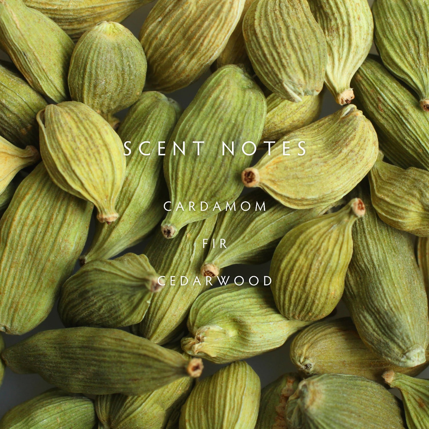 Close-up of green cardamom pods with text overlay 'SCENT NOTES: Cardamom, Fir, Cedarwood' on a dark background.