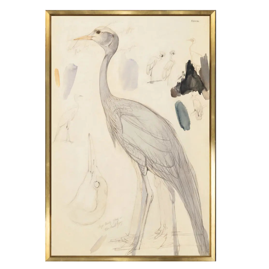 Demoiselle Crane Historical Watercolour Sketch - Home Smith