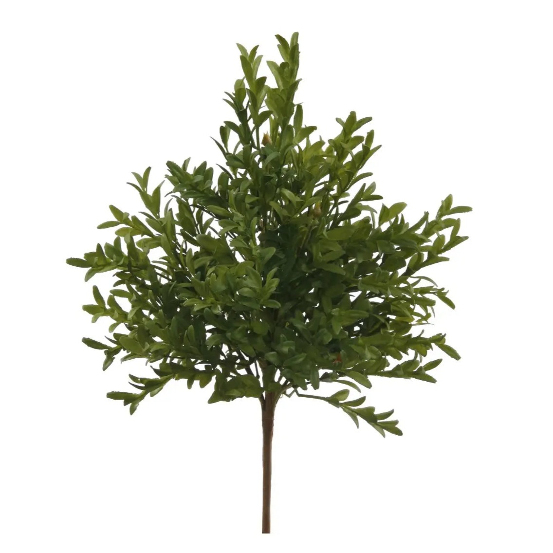 Home Smith English Boxwood Bundles Winward Stems, Blooms & Branches