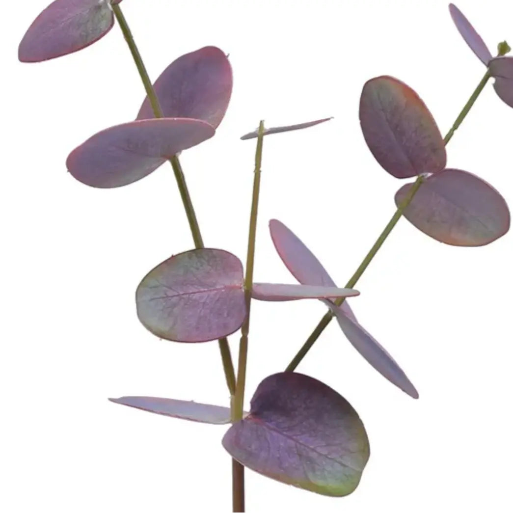 Home Smith Eucalyptus Stems in Burgundy Winward Stems, Blooms & Branches