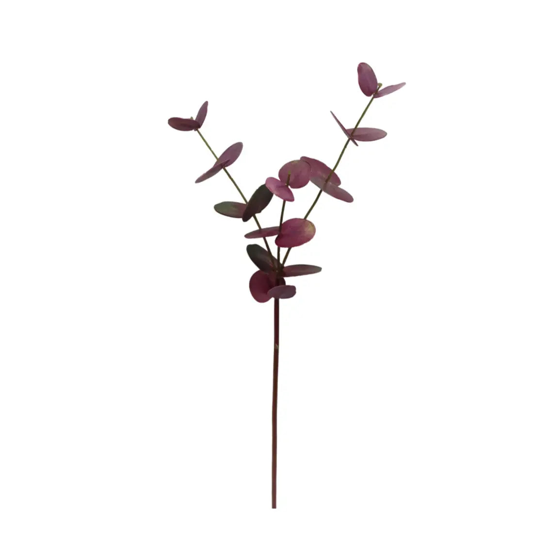 Home Smith Eucalyptus Stems in Deep Burgundy Winward Stems, Blooms & Branches