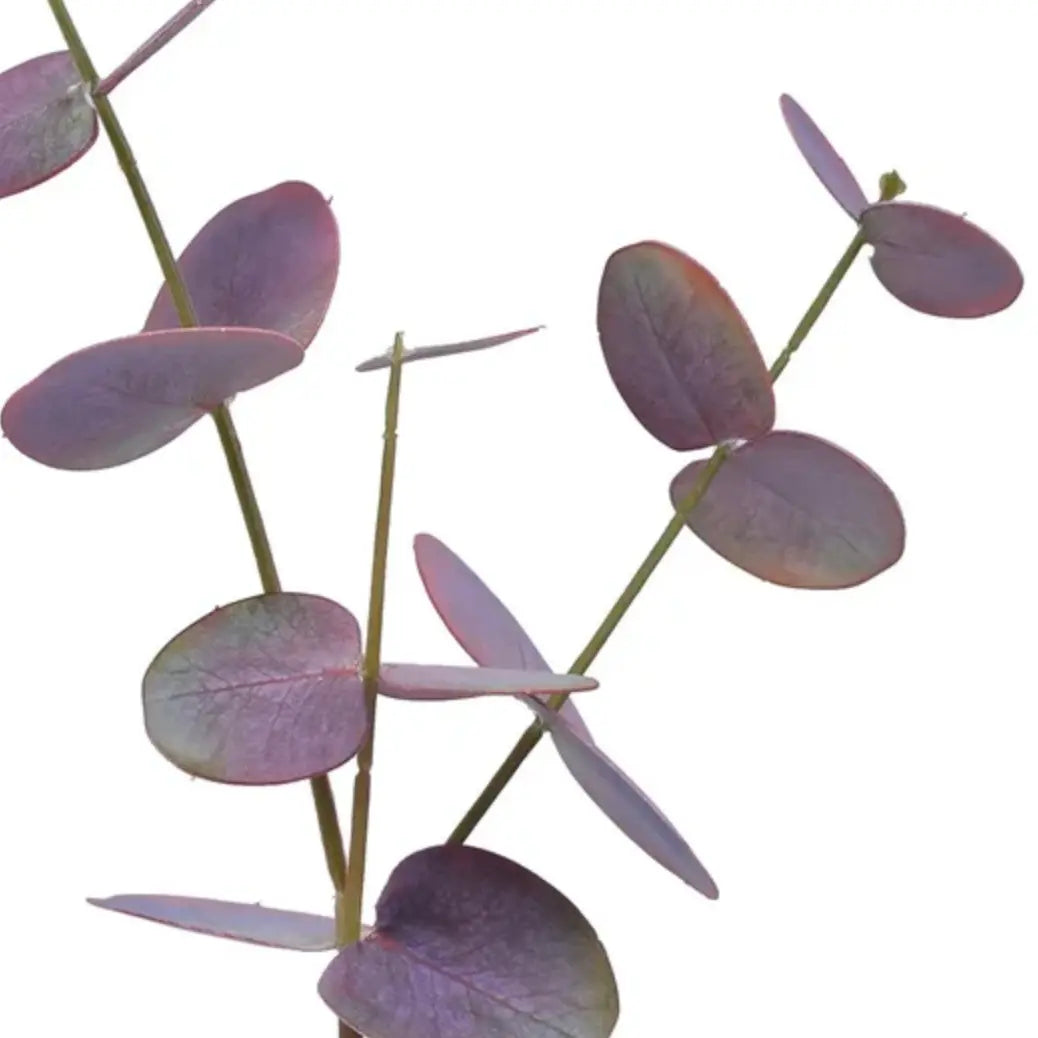 Home Smith Eucalyptus Stems in Deep Burgundy Winward Stems, Blooms & Branches