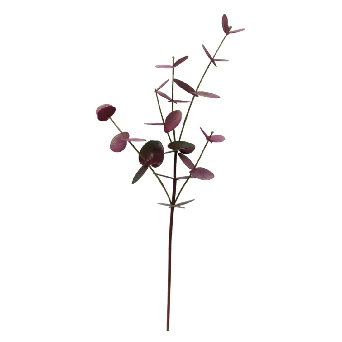 Home Smith Eucalyptus Stems in Deep Burgundy Winward Stems, Blooms & Branches