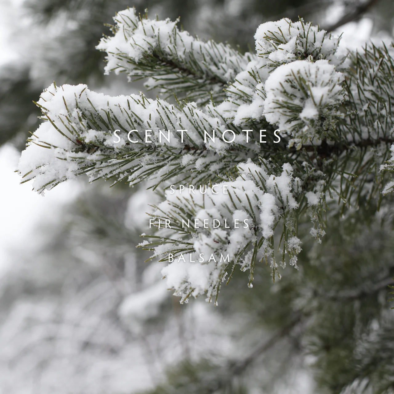 Snow-covered pine branches with text 'SCENT NOTES' and 'Spruce, Fir Needles, Balsam'.