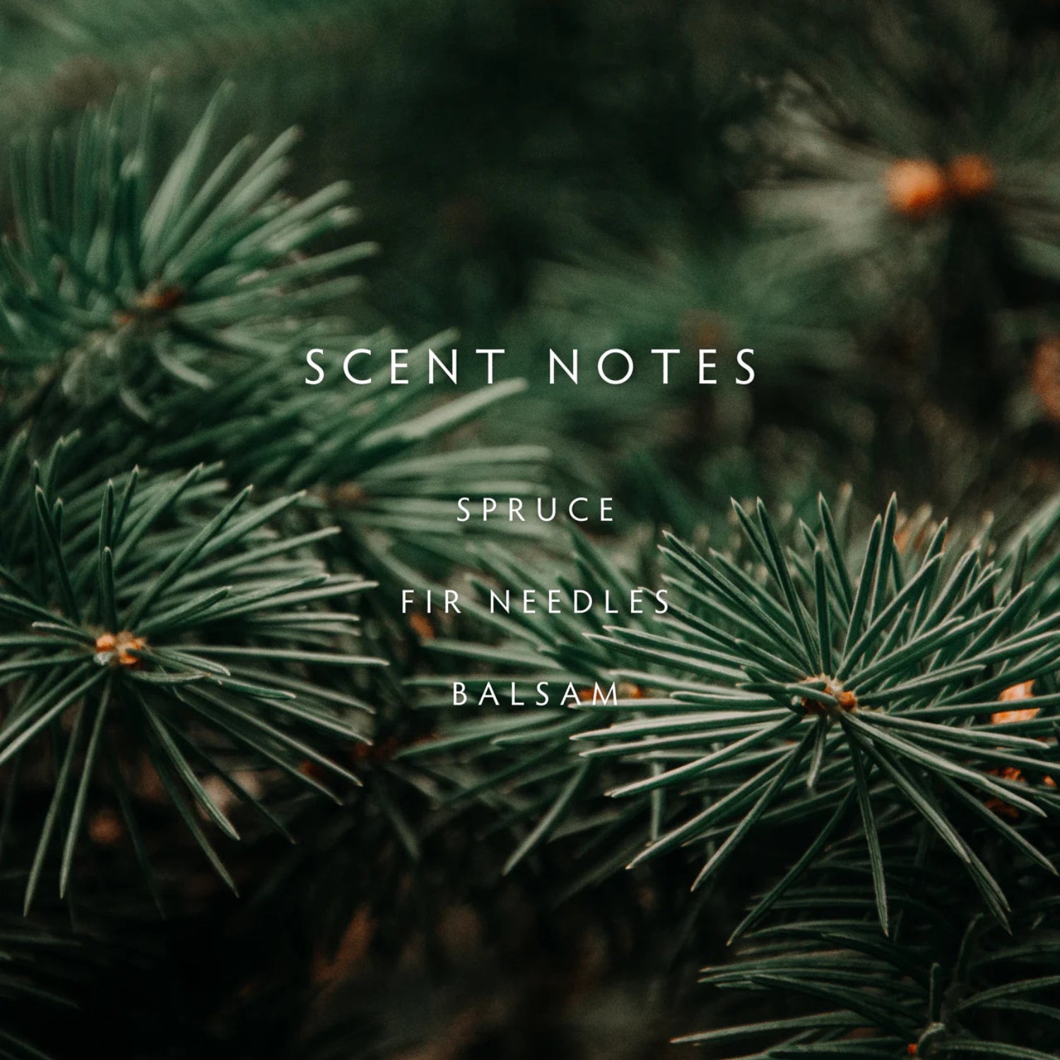Close-up of pine needles with 'Scent Notes' text overlay