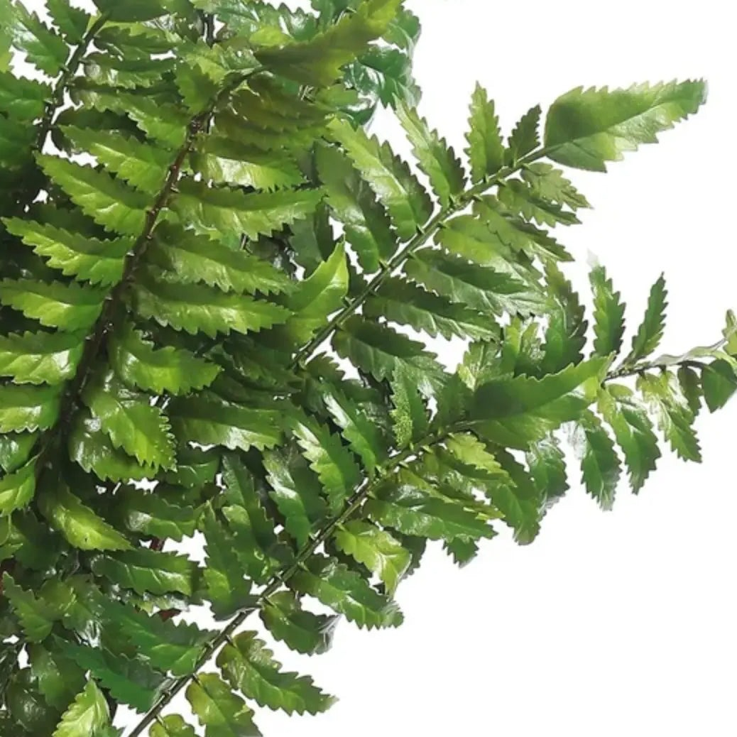 Home Smith Fern Leaf Bunch Winward Stems, Blooms & Branches