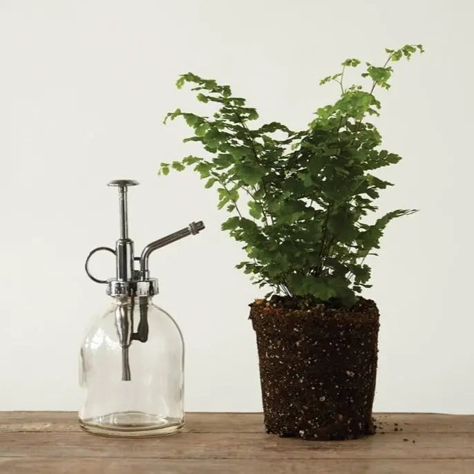 Glass Plant Mister - Home Smith