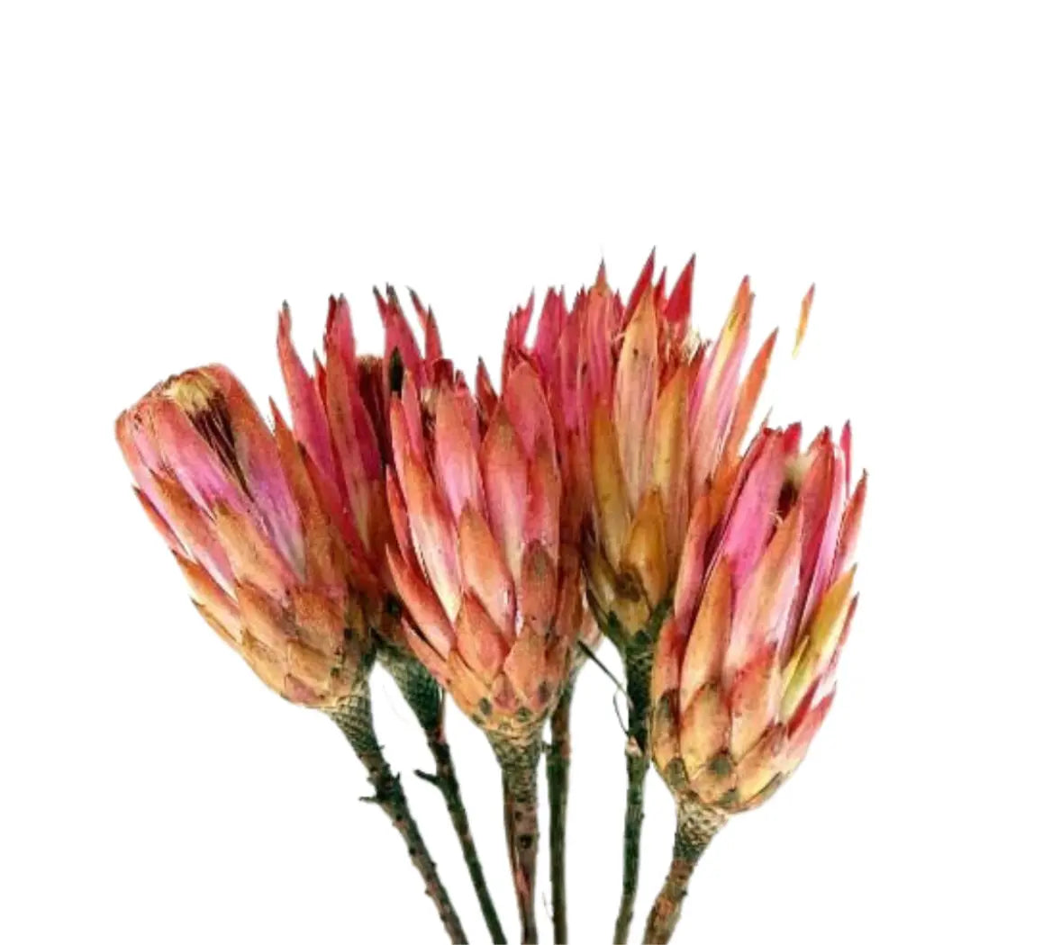 Home Smith Large Protea Dried Flowers Botanico Seasonal Decor - Fall