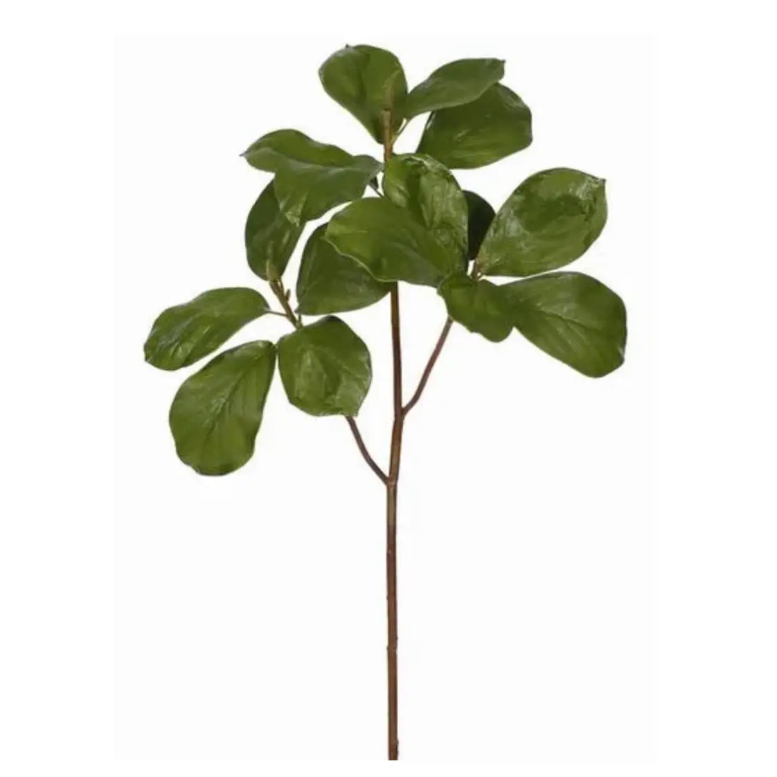Home Smith Magnolia Tree Leaf Branch Winward Stems, Blooms & Branches