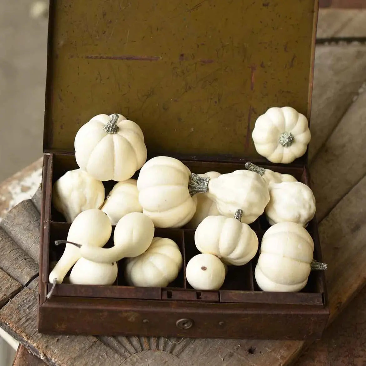 Mini White Pumpkins (Set of 16) - Home Smith