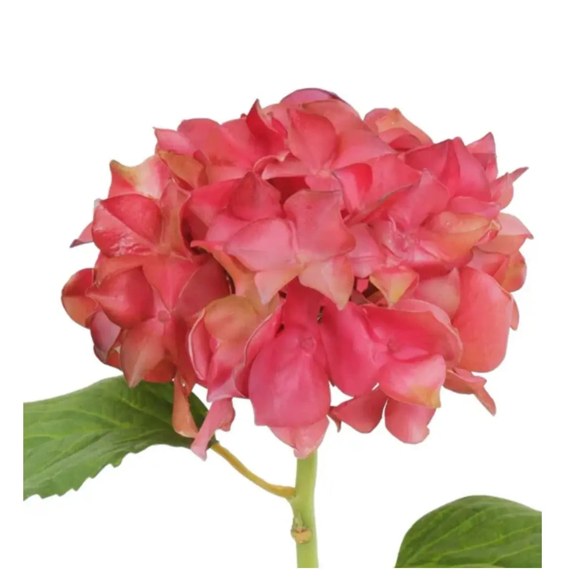 Natural Touch Hydrangea Stem - Mauve Pink 18.5" - Home Smith
