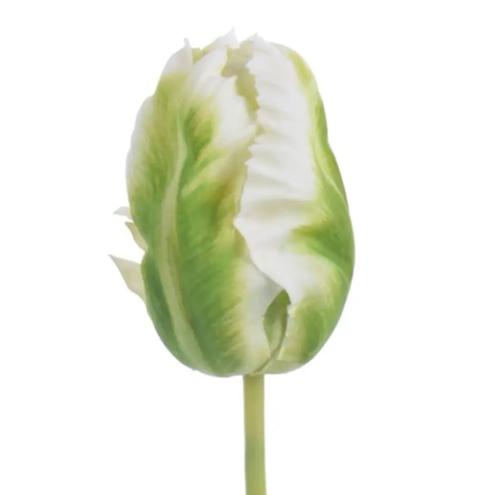 Parrot Tulip Bud in Light Green - Home Smith