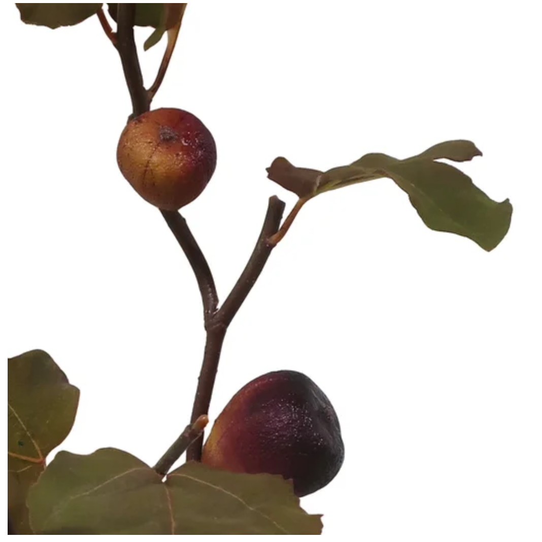 Detail of dried fig fruit branch at Home Smith 