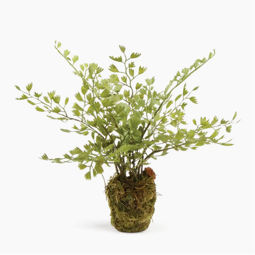 Maidenhair Fern Drop in from Napa Home and Garden at Home Smith