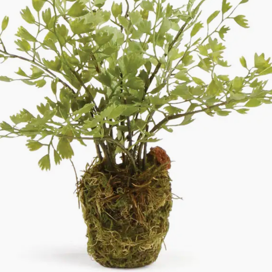 Detail of root ball on Maidenhair Fern Drop IN at HOme Smith 