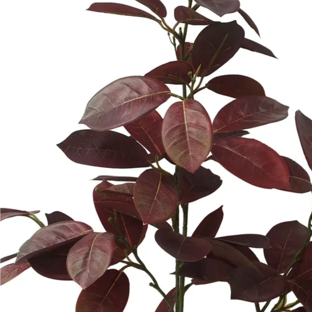 Tropical Smokebush Stems at Home Smith 