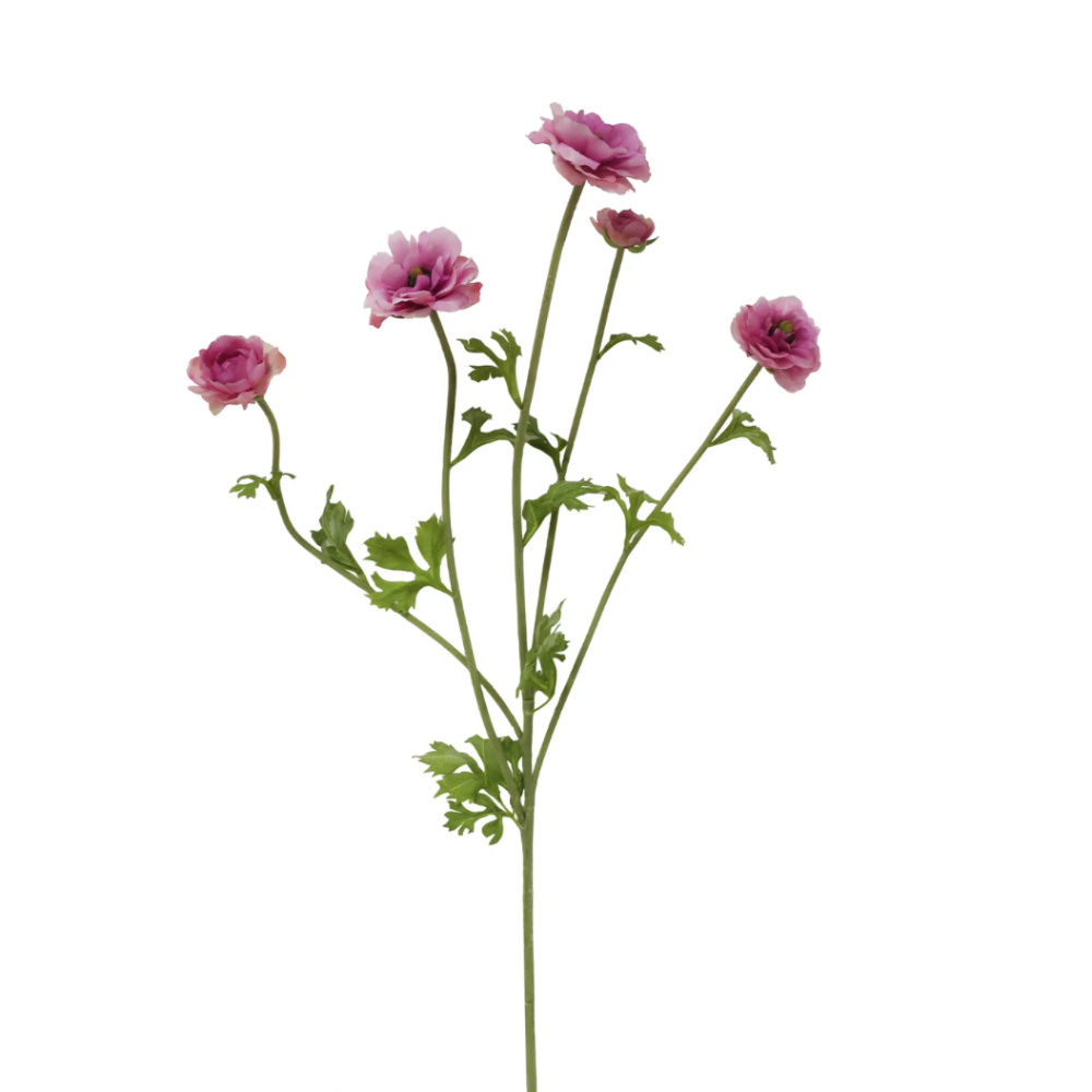 Butterfly Ranunculus Stems in Orchid Pink at Home Smith 