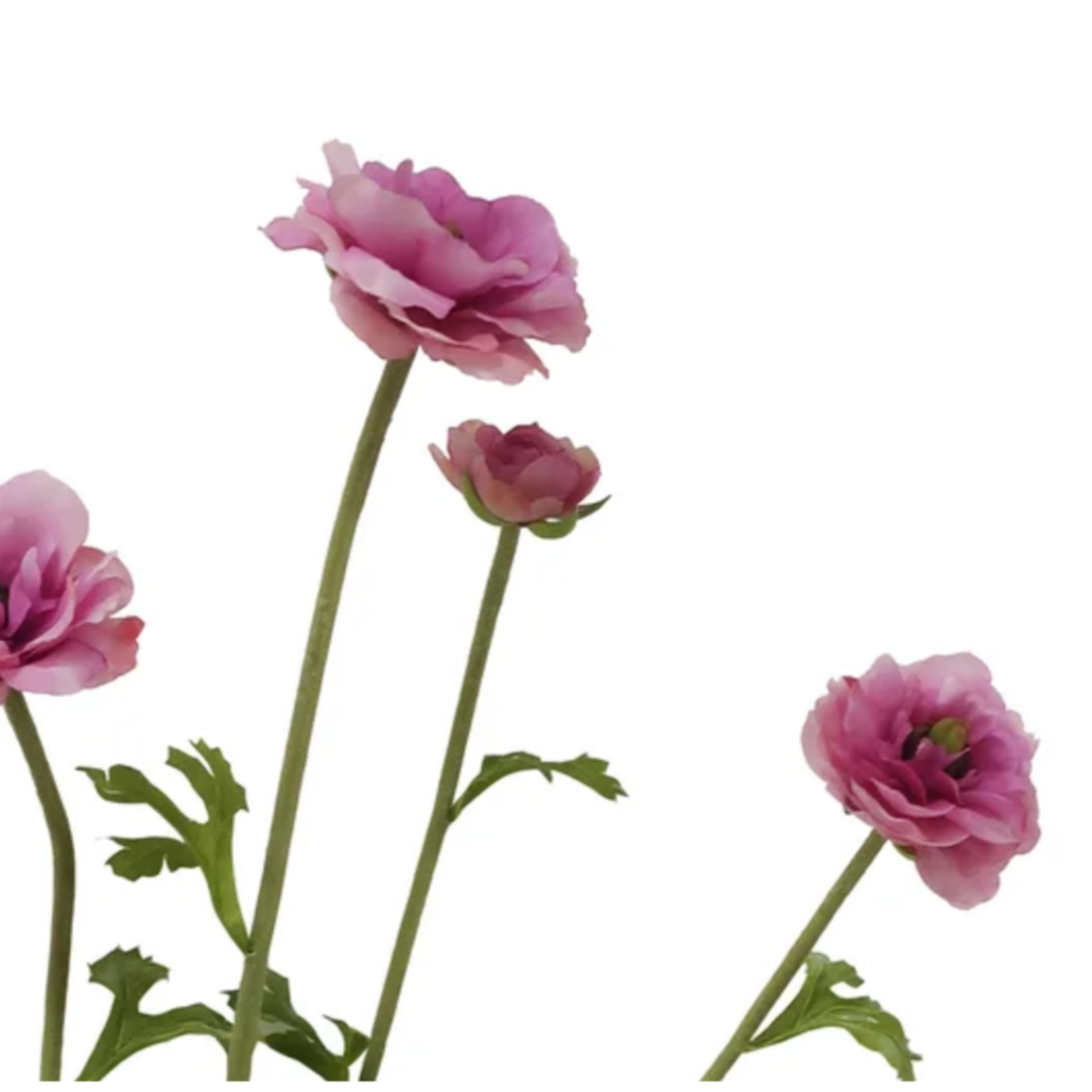 butterfly Ranunculus Stems in Orchid Pink  at Home smith 