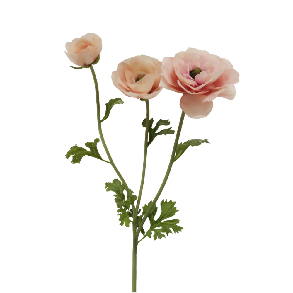 butterfly Ranunculus Stems in Pink at Home Smith 