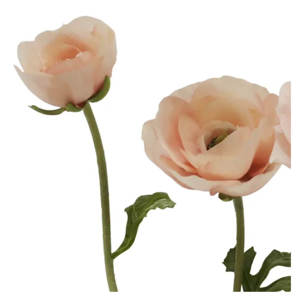 Butterfly Ranunculus Stem in PInk at Home Smith 